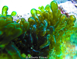 A strange, little seaweed ( Utriculum sp.) by Alberto Romeo 